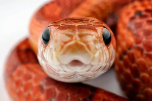 Snake cafe w tokio zdobywa rosnącą popularność